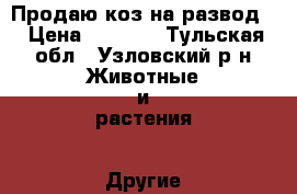 Продаю коз на развод. › Цена ­ 6 500 - Тульская обл., Узловский р-н Животные и растения » Другие животные   . Тульская обл.